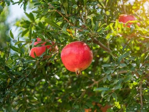 Pomegranate